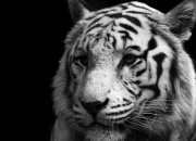 爱游戏下载-突围与核心，乌克兰战局与斯通斯攻防转换的隐喻交响